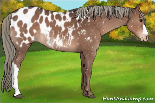 Horse Color:Liver Chestnut Appaloosa 