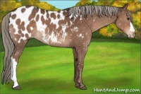 Horse Color:Liver Chestnut Appaloosa