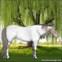 Horse Color:Liver Red Dun Mushroom Appaloosa
