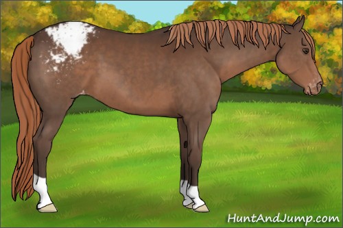 Horse Color:Liver Chestnut Appaloosa 