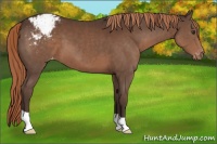 Horse Color:Liver Chestnut Appaloosa