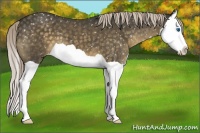 Horse Color:Chocolate Palomino Splash Appaloosa