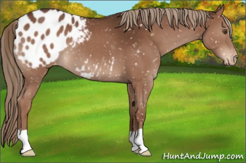 Horse Color:Liver Chestnut Appaloosa 