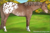 Horse Color:Liver Chestnut Appaloosa 