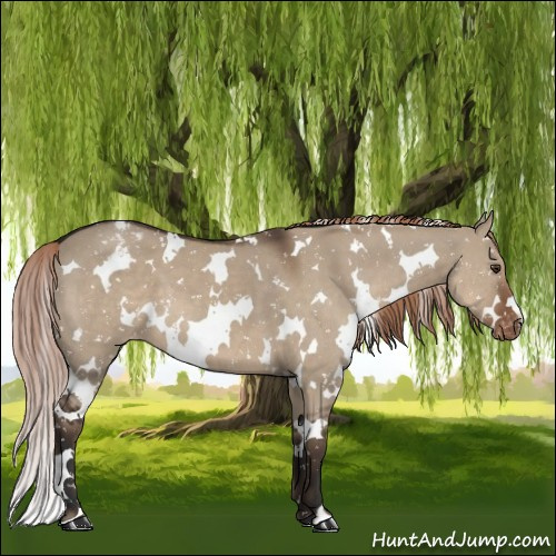 Horse Color:White Spotted Liver Red Dun Snowflake Varnish