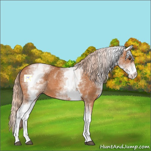 Horse Color:White Spotted Chestnut 