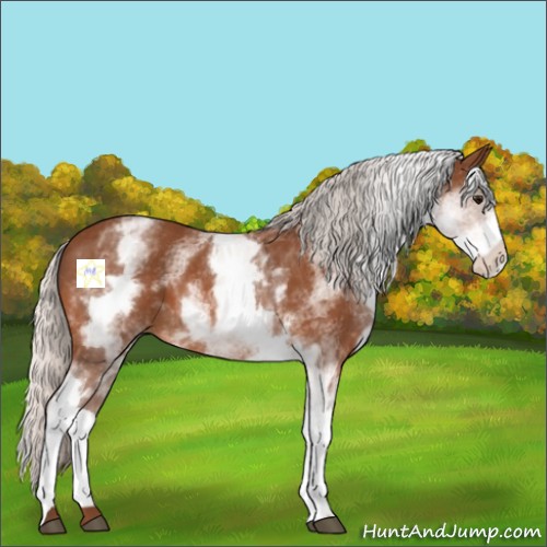 Horse Color:White Spotted Silver Bay 