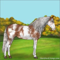 Horse Color:White Spotted Silver Bay 
