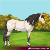 Horse Color:Buckskin Ice Roan 