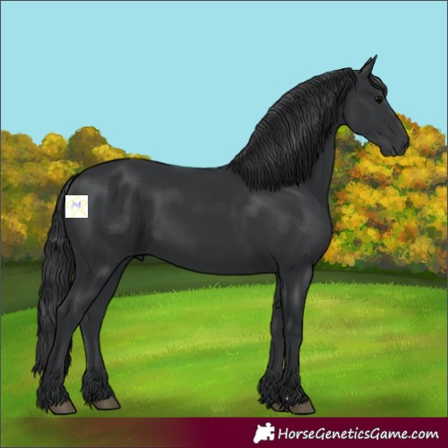 Horse Color:Black 