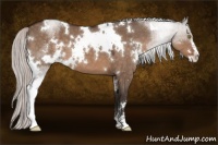 Horse Color:White Spotted Silver Brown Dun Sabino 