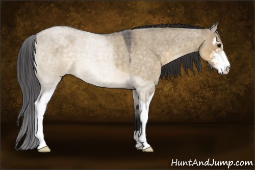 Horse Color:Buckskin Roan Dun Sabino 