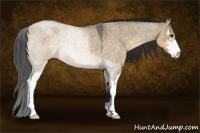 Horse Color:Buckskin Roan Dun Sabino