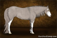 Horse Color:Silver Grullo Roan Sabino 