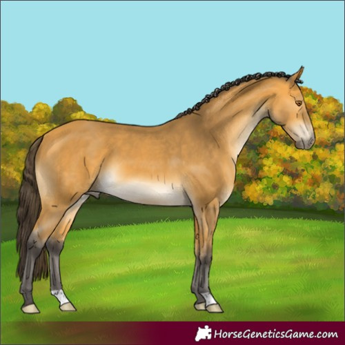 Horse Color:Buckskin 