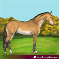 Horse Color:Buckskin 
