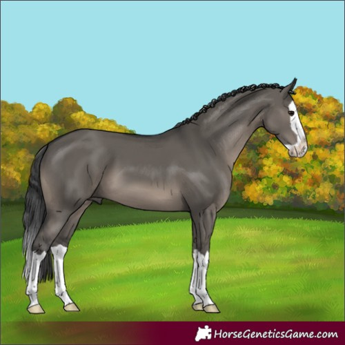 Horse Color:Grullo Splash 