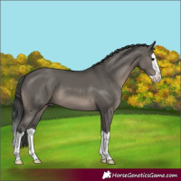 Horse Color:Grullo Splash 