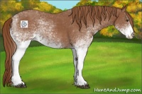 Horse Color:White Spotted Chestnut 