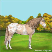 Horse Color:White Spotted Gold Champagne Splash Appaloosa 