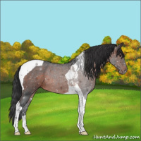 Horse Color:Brown Roan Tobiano 