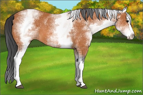 Horse Color:White Spotted Bay Splash 