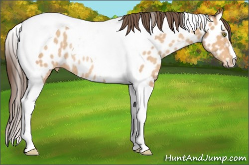 Horse Color:Amber Champagne Tobiano Near Leopard Rabicano 