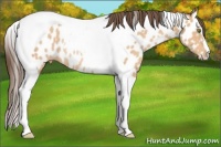 Horse Color:Amber Champagne Tobiano Near Leopard Rabicano