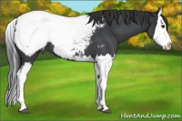 Horse Color:Blue Roan Splash Appaloosa 