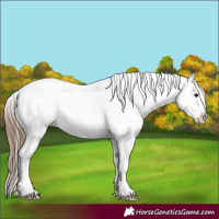 Horse Color:White Spotted Bay Frame Appaloosa 