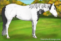 Horse Color:Black Splash Tobiano Appaloosa 