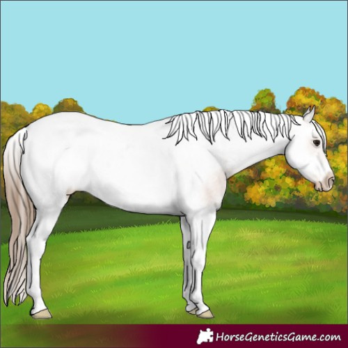 Horse Color:Bay Splash Tobiano Frame Appaloosa 