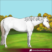 Horse Color:Bay Splash Tobiano Frame Appaloosa 
