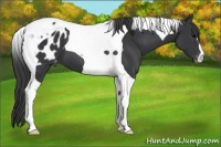 Horse Color:Black Tobiano Blanket 