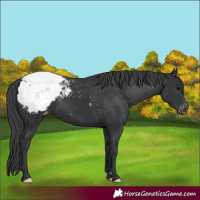 Horse Color:Black Appaloosa