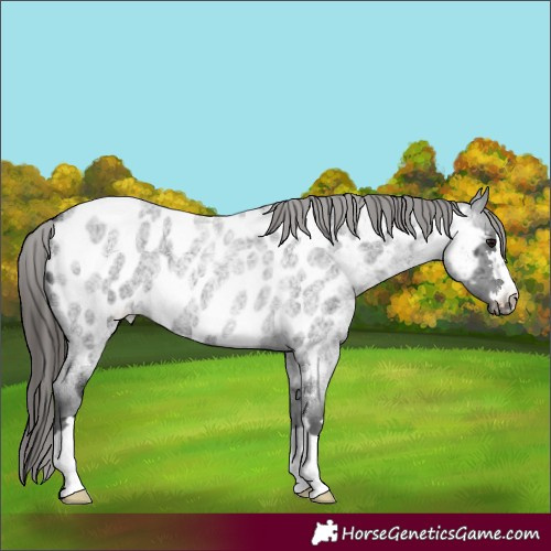 Horse Color:Blue Roan Appaloosa 