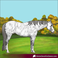 Horse Color:Blue Roan Appaloosa