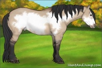 Horse Color:Bay Roan Dun Frame 