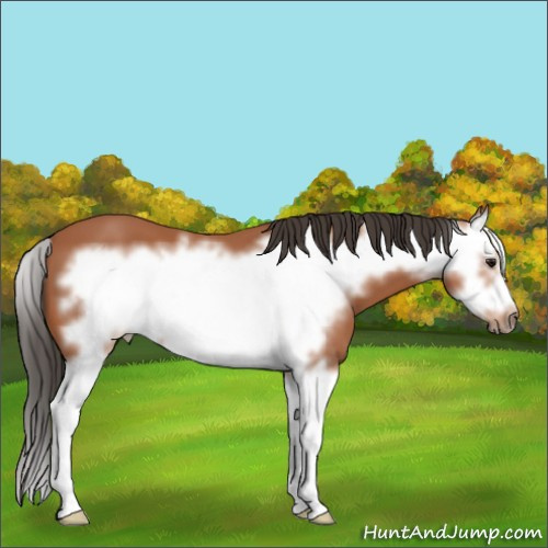 Horse Color:Bay Splash Frame 