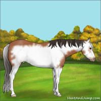 Horse Color:Bay Splash Frame