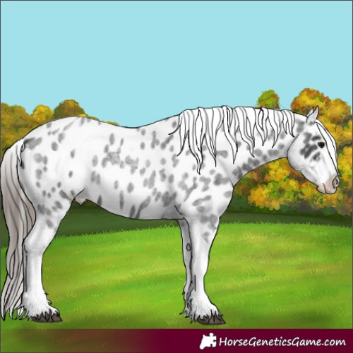 Horse Color:Blue Roan Tobiano Appaloosa 