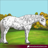 Horse Color:Blue Roan Tobiano Appaloosa 