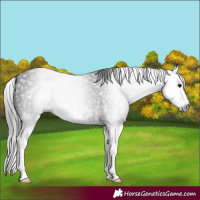 Horse Color:Gray Black Splash 