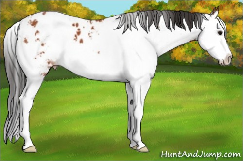 Horse Color:Bay Sabino Splash Near Leopard 