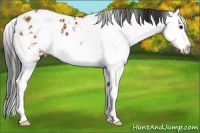 Horse Color:Bay Sabino Splash Appaloosa 