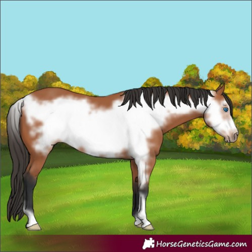 Horse Color:Bay Frame 