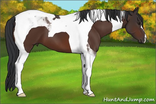 Horse Color:Brown Tobiano 