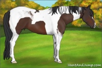 Horse Color:Brown Tobiano 