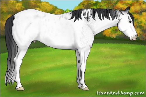 Horse Color:White Spotted Black Tobiano Blanket