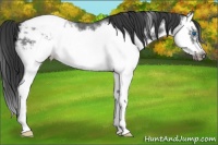 Horse Color:Blue Roan Splash Frame Snowcap 